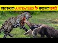 दुनिया के सबसे खतरनाक Anteaters | Dangerous Anteaters Who Kill Even The Jaguars