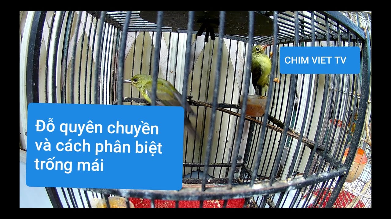 Đỗ quyên chuyền và cách phân biệt trống mái | Young birds pycnonotus goiavier and distinguish male
