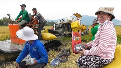 máy cắt 70 độ cắt lúa ô em 18 mắt Lầy kéo quá giữ dọi giá lúa 9000₫K tập94# maibangtv