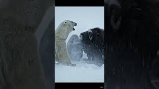 Arctic Fury Polar Bear Vs Muskox