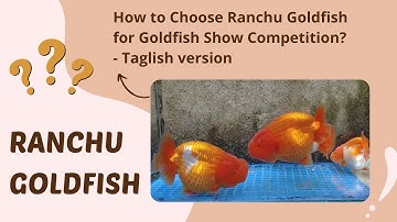 How to Choose Ranchu Goldfish for Goldfish Show Competition  - Taglish Version