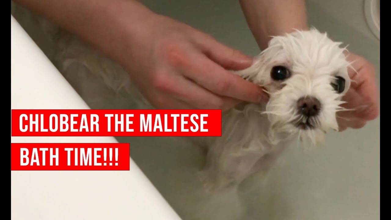 maltese bath