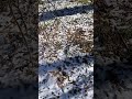 Nature #shorts #uk #winter #nature #youtubeshorts #usa #reels #garden #forest #witch #short #relax