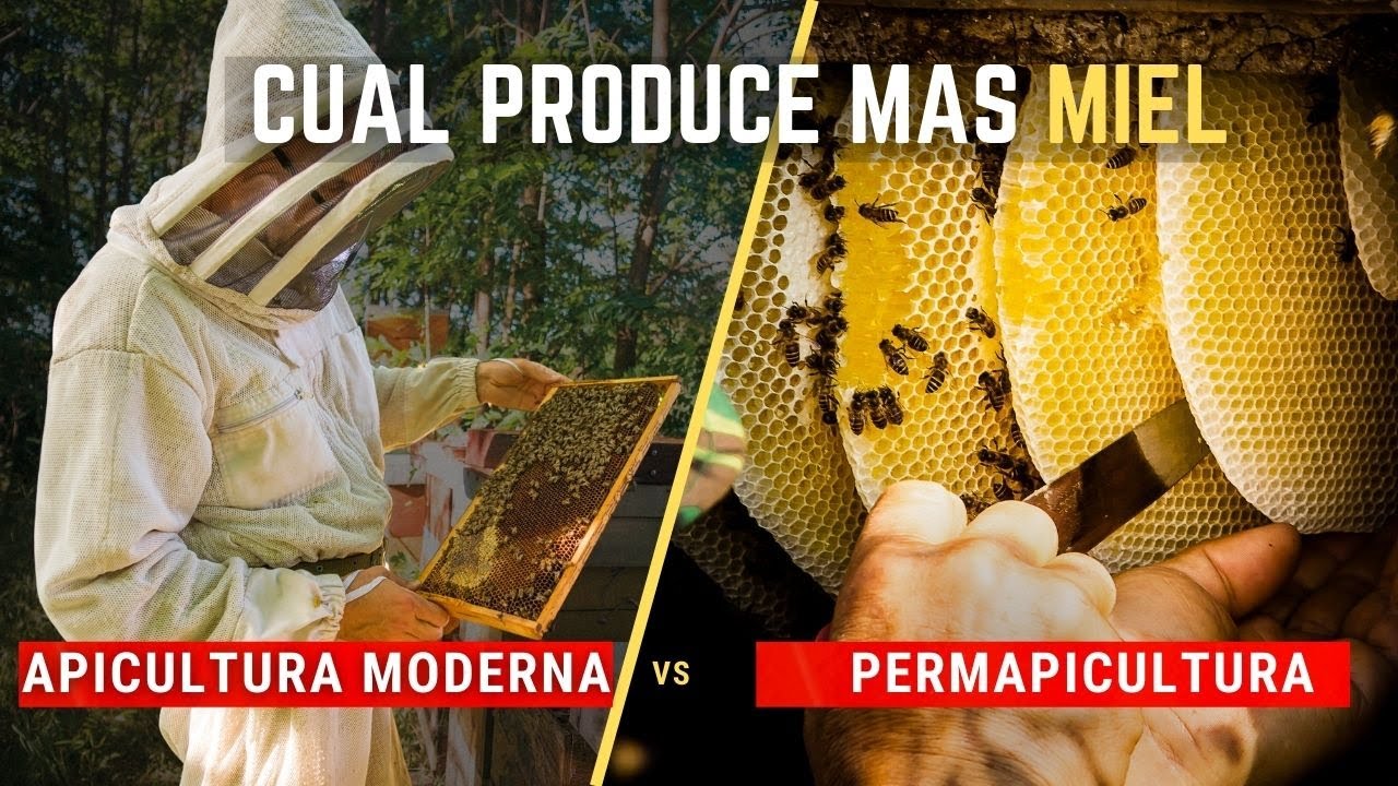 ¿Cuál es la MEJOR APICULTURA hoy en día? La Moderna o La Permapicultura 🐝
