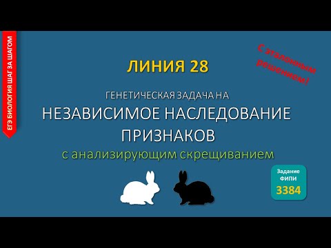 Решение генетических задач. Независимое наследование признаков