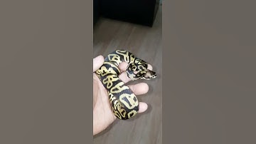 New baby leopard pastel ball python