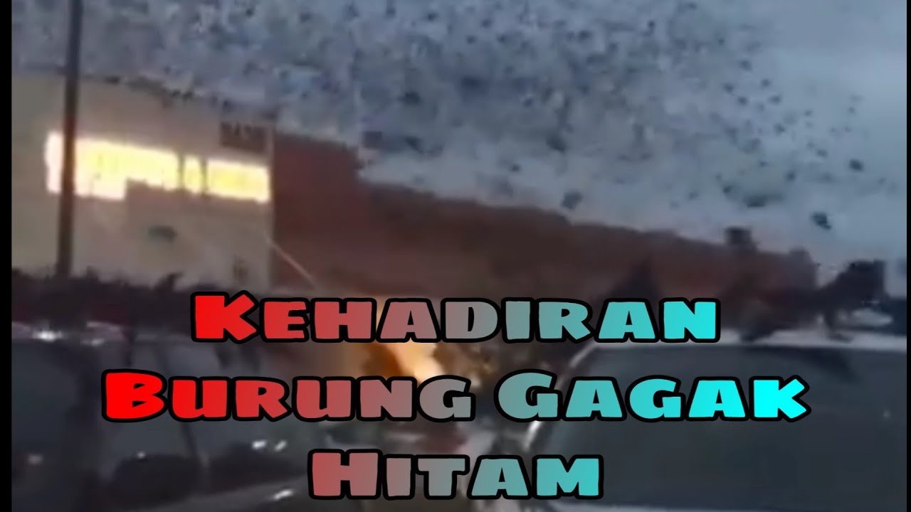 Kehadiran Berjuta-juta Burung Gagak Hitam 