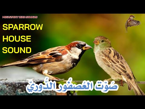 ص و ت الع صف ور الد وري جربه سيجذب الكثير منها       