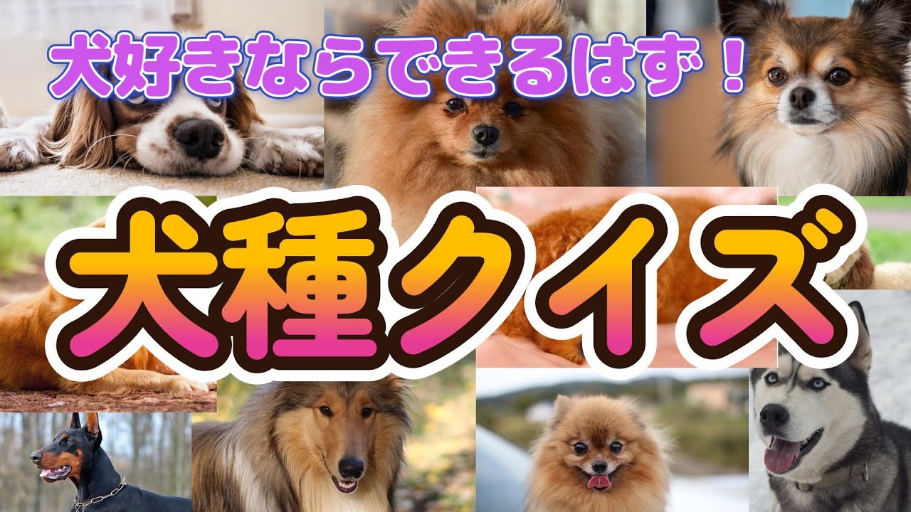 【クイズ】犬種クイズ