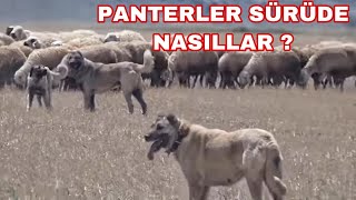 GUARDIAN KANGAL DOGS WITH FLOCK