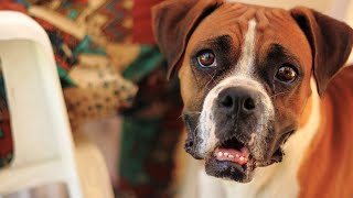 Boxer Dogs Beloved Companions to Celebrities and Famous Owners