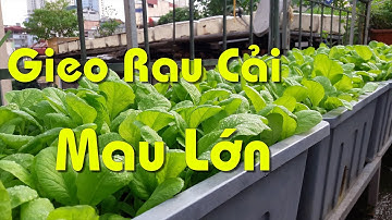Cách Trộn Đất Và Gieo Rau Cải Mau Lớn, Không Bị Dài Cây Ngã Đổ, Không Bị Thối Gốc