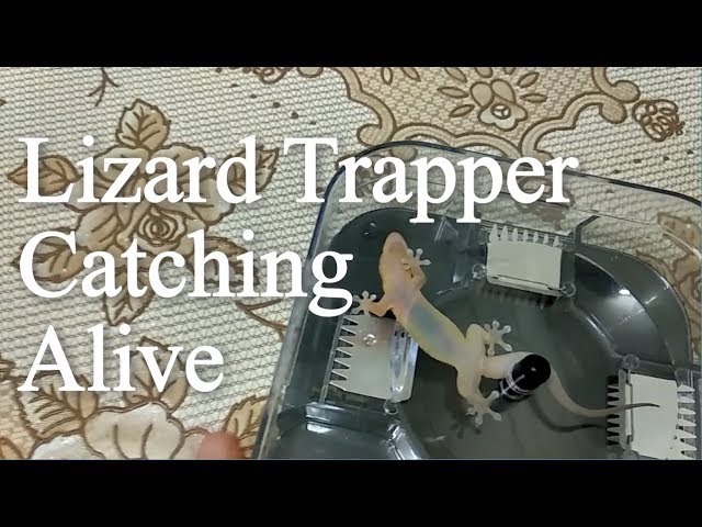 How to make a diy lizard trap!!!! “Very Easy” 