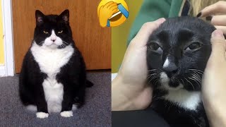 Cats are more affectionate than you might think 😹 FUNNY Pet Fails 🤣