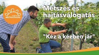 A szőlő &quot;következő&quot; metszését a hajtásválogatás határozza meg | MMG - Metszés