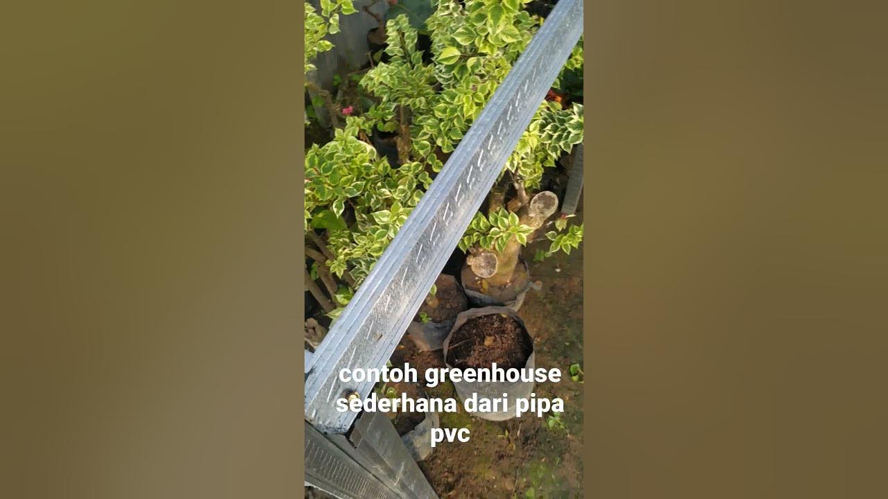 green house rangka pipa pvc dan baja ringan #shorts