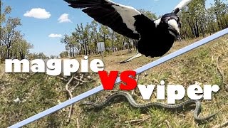 Magpie vs Viper (saved by human)