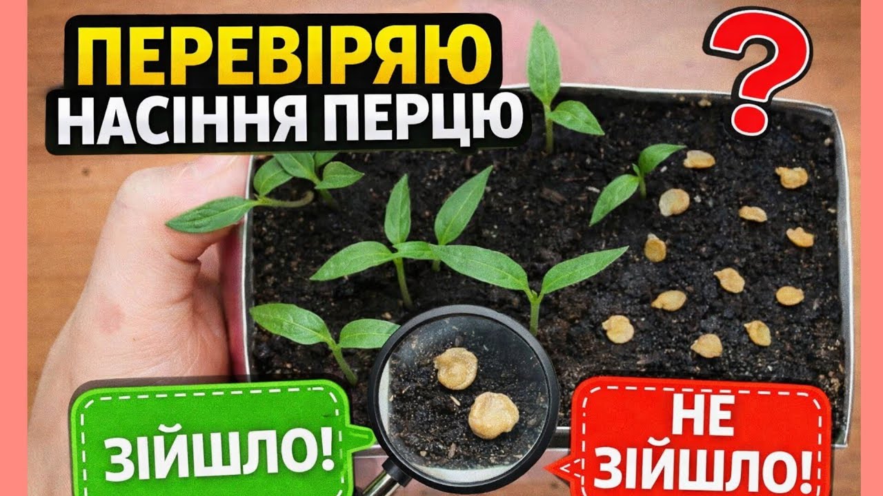 Насіння ПЕРЦЮ на сезон 2026. Що виросте з цих пакетиків?