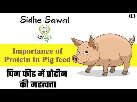 वीडियो: सुअर का नया साल 2019: अपनी राशि के अनुसार क्या पहनें?