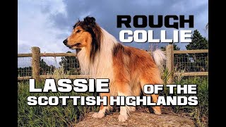 Rough Collie Facts  Lassie of the Scottish Highlands  Animal a Day Farm Week