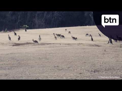 Wideo: Metody kontroli kangurów - Kontrolowanie kangurów w krajobrazie