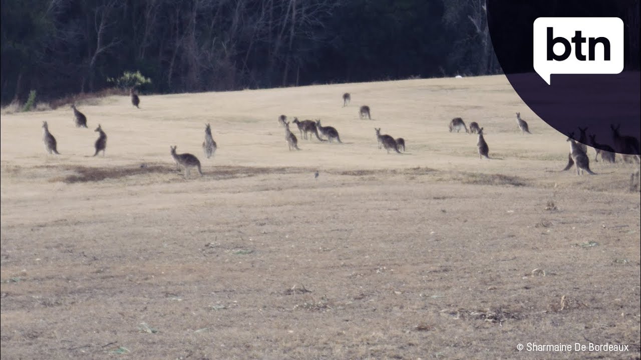 Controlling Kangaroo Populations - Behind The News