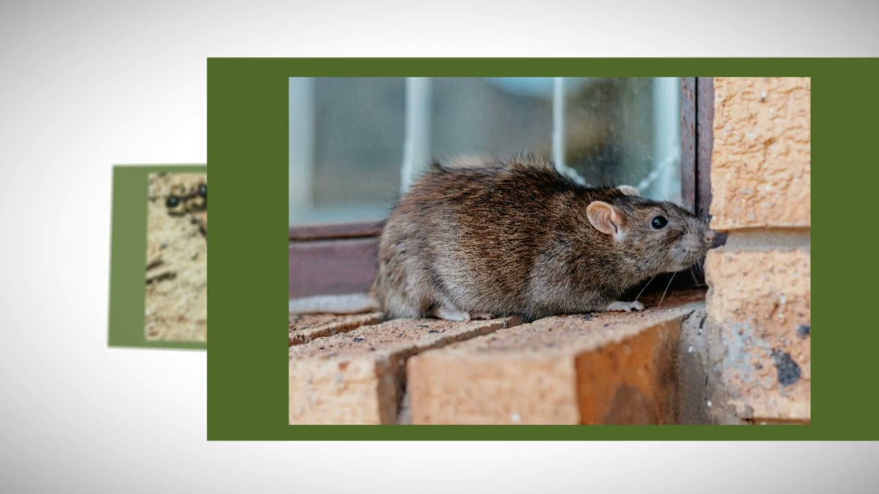 Need Pest Control in your Area?