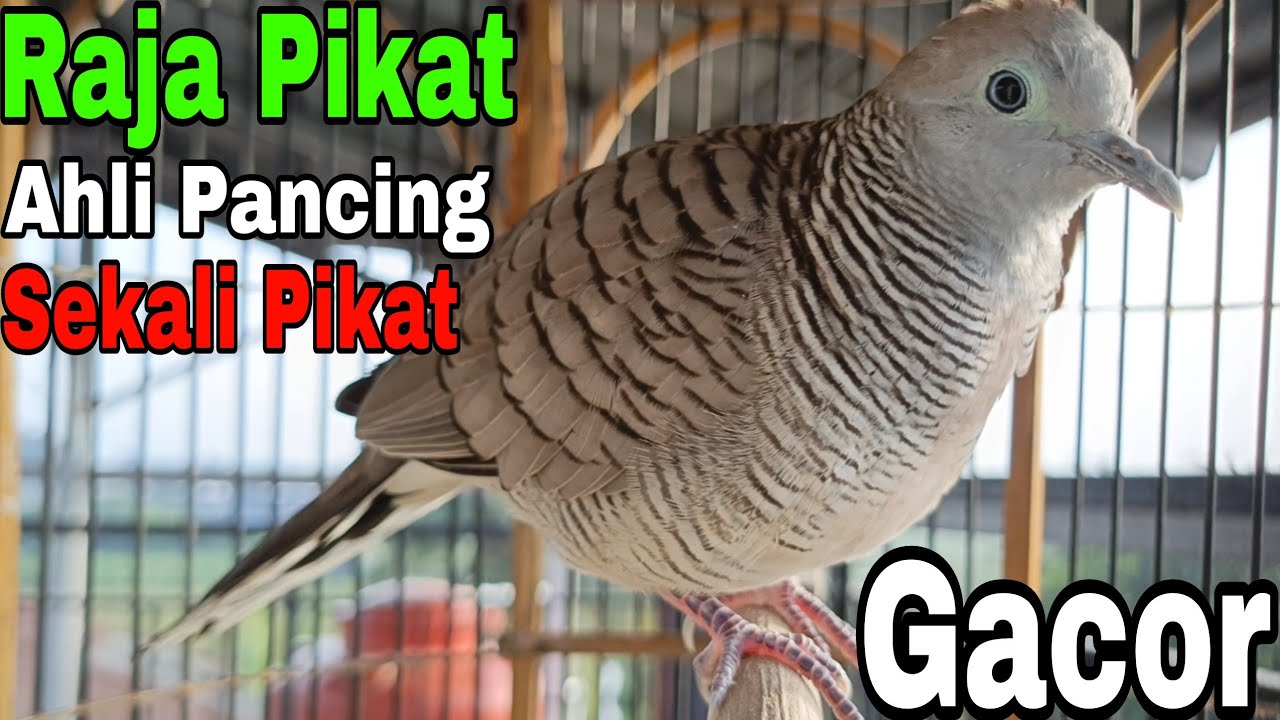 PERKUTUT LOKAL GACOR RAJA PIKAT AHLI PANCINGAN GACOR SEKALI SAUT 