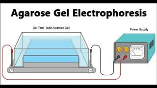 Section Gel Elecrtophoresis, Molecular biotic and abiotic stress level 3