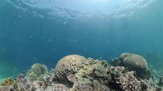 Coral reef and tropical fish underwater. Philippines.