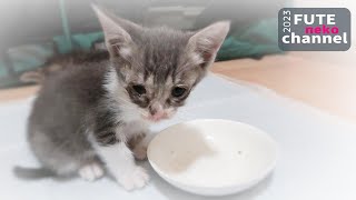 ガリガリに痩せている子猫にご飯を食べてもらいます【保護子猫】