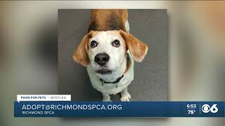 Meet Bootleg | CBS 6 Paws for Pets | July 12, 2025