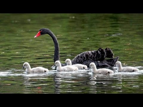 Vídeo: O cisne negro é um pássaro nobre