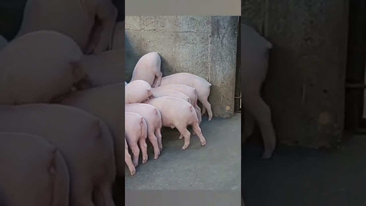 Large White Yorkshire