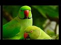 सुबह सुबह रामा और सिया में होती है लड़ाई 🤦🏻#parrottalking #cuteparrot #parrot #indianringneck