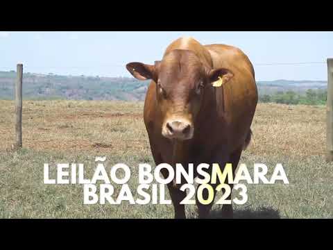 LEILÃO BONSMARA BRASIL 2023