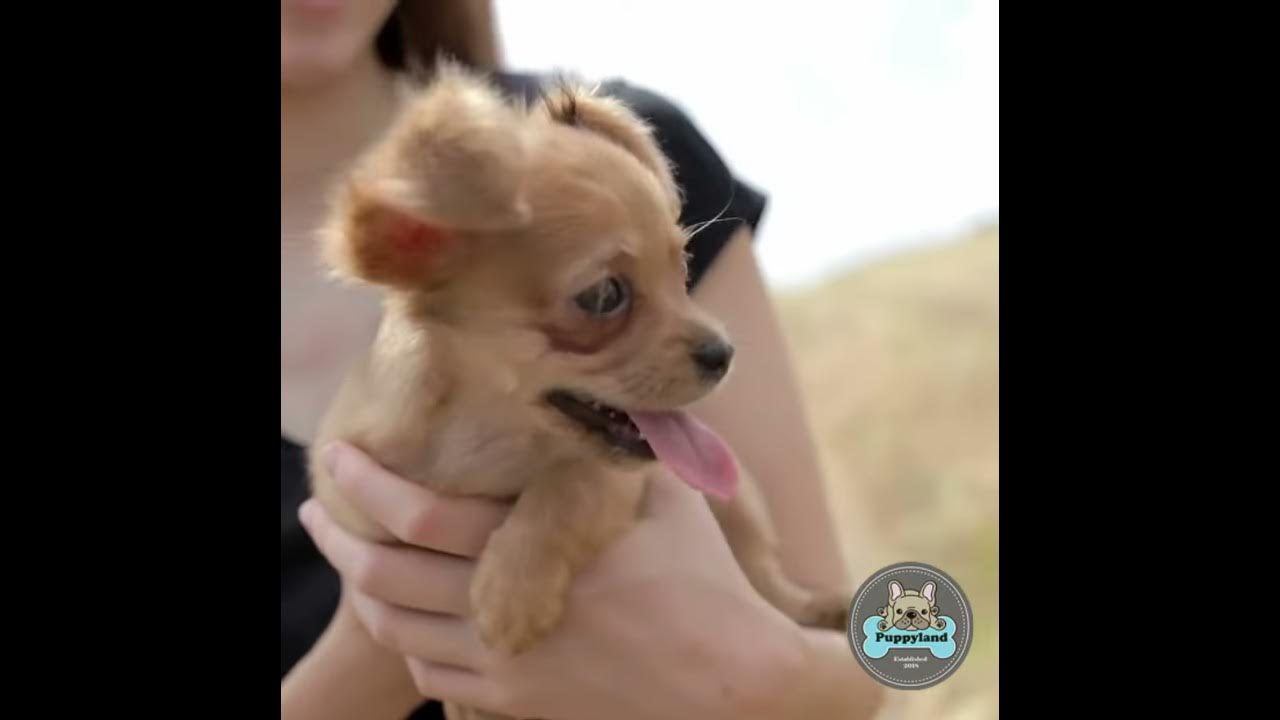 Puppyland Pet Protection Bundle! (2019) YouTube