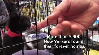 Maddie's Pet Adoption Days in NYC - May 31 & June 1, 2014