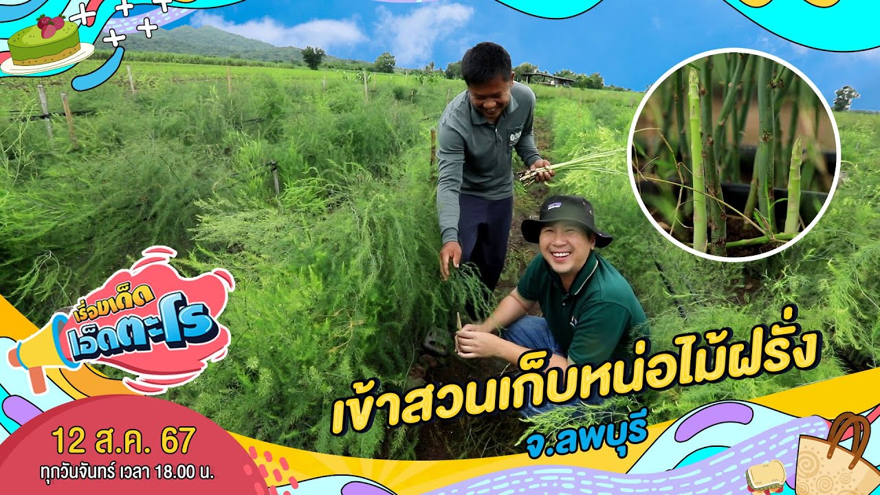เข้าสวนเก็บหน่อไม้ฝรั่ง จ.ลพบุรี | เรื่องเด็ดเอ็ดตะโร | 12 ส.ค. 67 (3/4)