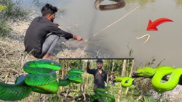 Such a dangerous snake #newvideo #viralvideo #trendingvideo #discovery #experiment #testing #challenge 