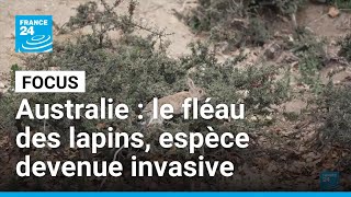Australie : le fléau des lapins, espèce devenue invasive • FRANCE 24