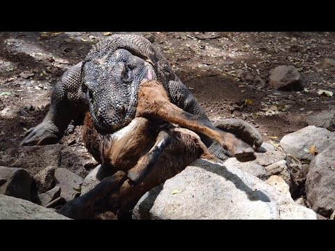Finally, the Komodo dragon was able to crush the goat's bones