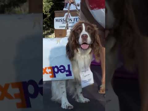 Comic-Con Goes To The Dogs With Pet Cosplay | Adorable Costumes Steal The Show | #Shorts | N18S