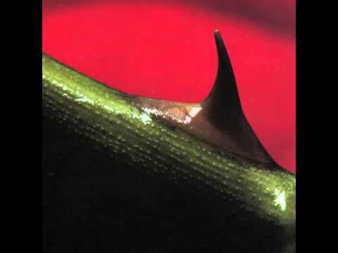 Ustad Nusrat Fateh Ali Khan & Michael Brook - Sweet Pain