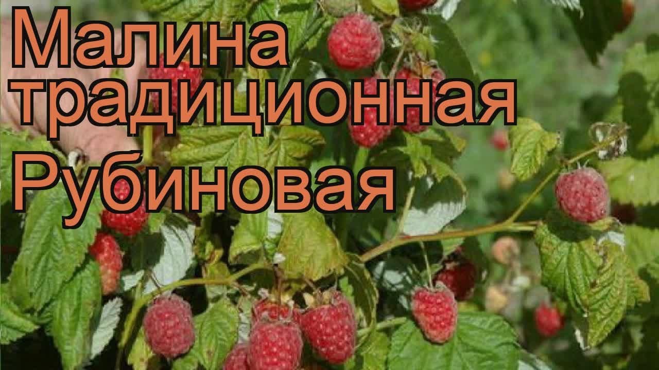 Малина Рубиновая Описание Сорта Фото Отзывы