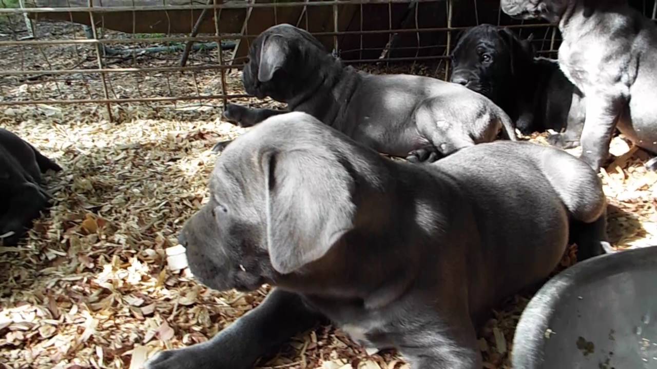 Cane Corso Pups Close Up