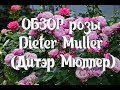 Обзор Розы Dieter Muller (Дитэр Мюллер) Delbard (Soeur Emmanuelle)