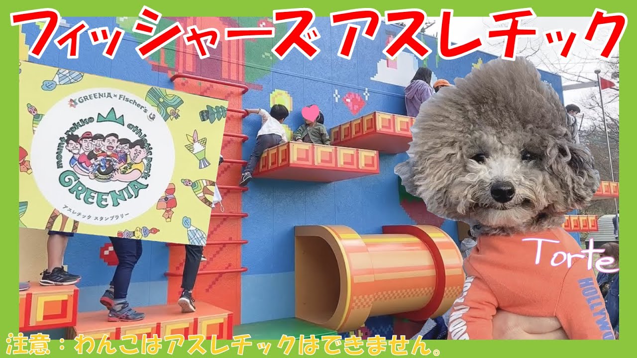 日本最大級 わんこ無料 フィッシャーズアスレチックを制覇しに六甲山アスレチックパークgreeniaに愛犬トルテと行ってみた トイプードルのtorte Channel Youtube