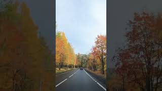 Санкт-Петербург #сентябрь #2025 #санктпетербург #зеленогорск #travel