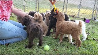 Standard Poodle Puppies  8 Weeks Old